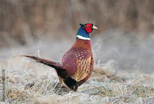 Fotografie, Obraz Wild pheasant