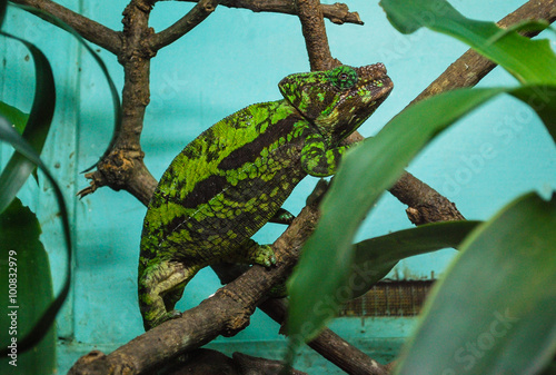 Green Chameleon Close-up in Madagascar