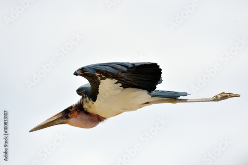 Marabou stork flying