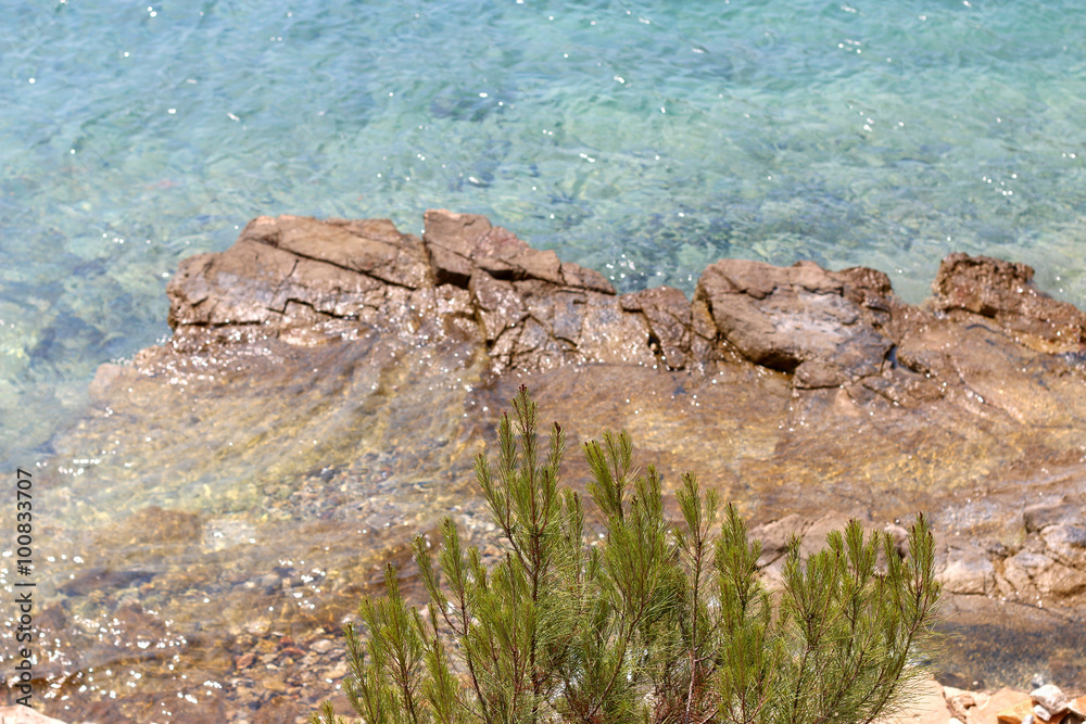 Stone pine Pinus pinea branches above the sea. In Vela Luka, Korcula island, Croatia.