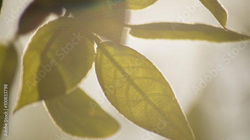 Молодая листва