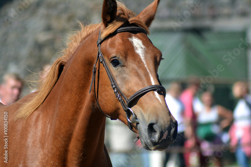 Horse mare on the show, profile © Kaja Sarrapik