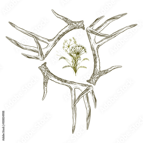 Antlers and herbs.