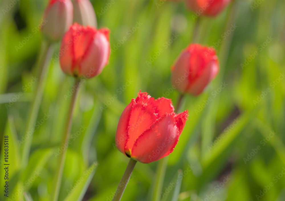 Fototapeta premium tulips close up