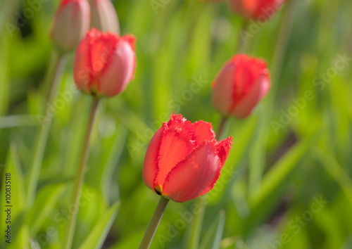 tulips close up