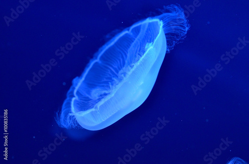 underwater image of moon jellyfishes in the water