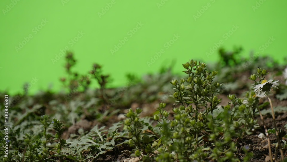 Green plants bushes grass leaves flowers branches of trees on chromakey green Green plants bushes grass leaves flowers branches of trees on chromakey green