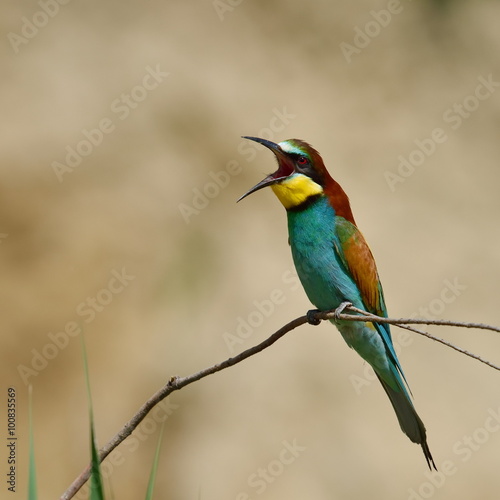european bee-eater (Merops Apiaster) in natural habitat