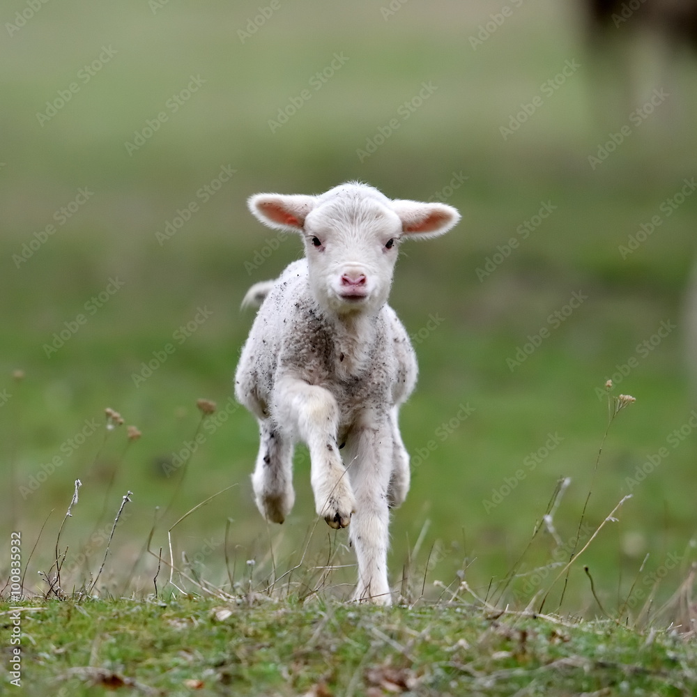 Obraz premium cute lambs on field in spring