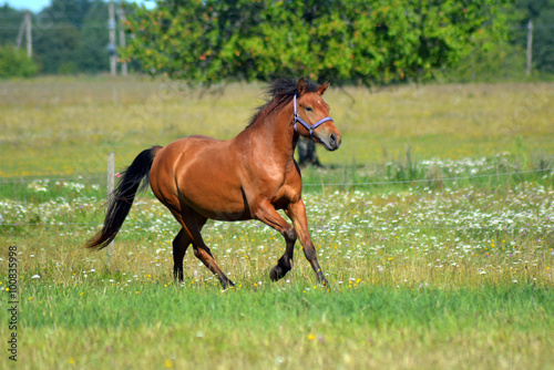Horse running on the green field