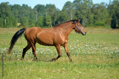 Horse running on the field