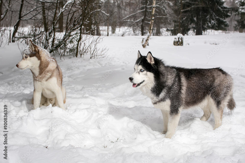 Samoyed and husky in snow. winter.