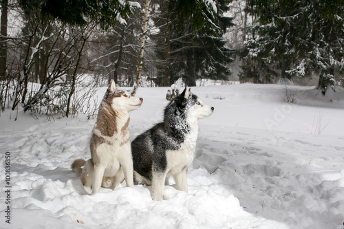 Beautiful Samoyed and husky sitting in the snow. 2 dogs