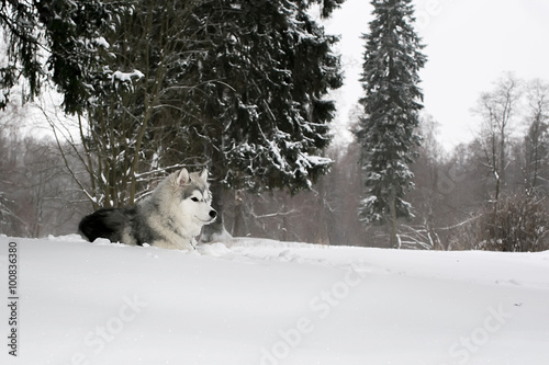 the husky puppy laying in snow