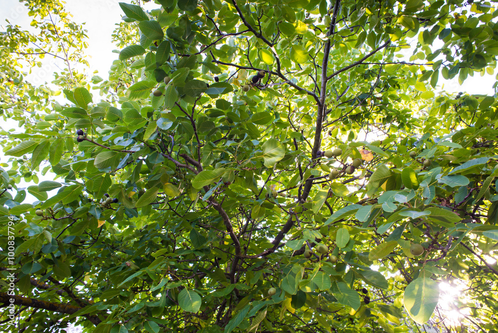 Albero di Noce, noce bianco, juglans regia, foglie e tronco