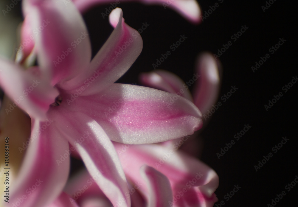 Hyacinth blossom, very beautiful, close-up . Selective focus. Pl