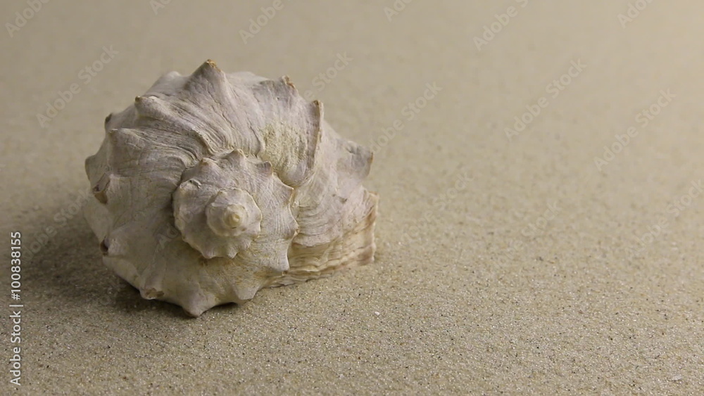 Approximation of sea shell  lying on the sand, top view.