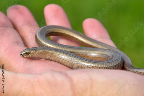 eastern slow-worm (Anguis colchica)