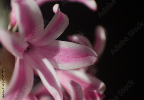 Hyacinth blossom  very beautiful  close-up . Selective focus. Pl