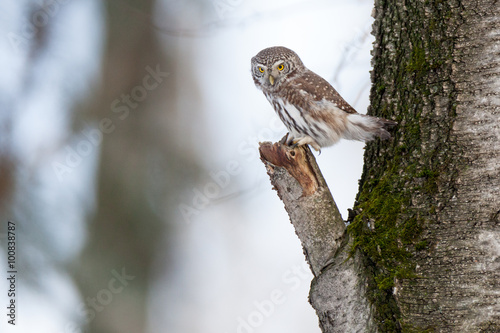 Pygmy Owl (Glaucidium passerinum)