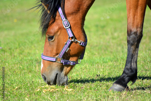 Fototapeta Naklejka Na Ścianę i Meble -  Horse eating on a green field