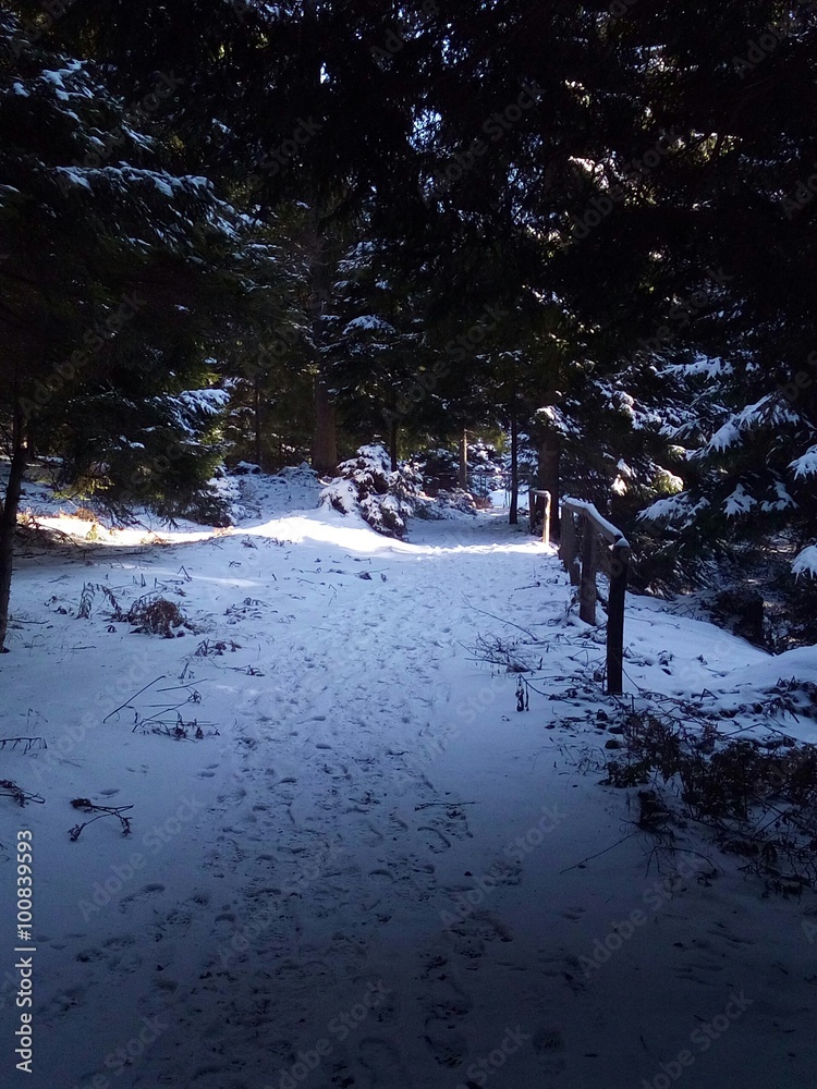 Obraz premium Winter track in forest
