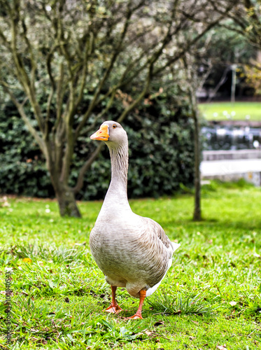 goose © eduard