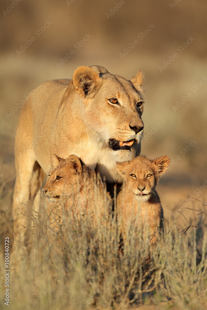 Lioness with young lion cubs (Panthera leo) in early morning light, Kalahari desert, South Africa. Lioness with young lion cubs (Panthera leo) in early morning light, Kalahari desert, South Africa.