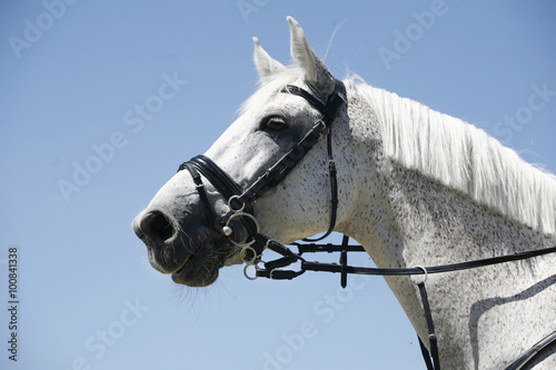 Side view head shot of a purebred grey horse