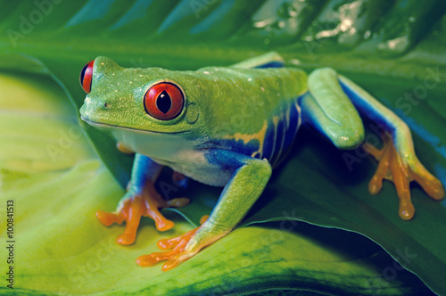 Red Eyed Tree Frog on leaves