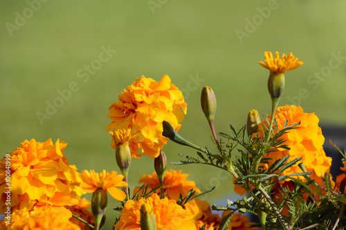 Tagetes, mit gelb - orange farbigen Blüten. Studentenblumen sind der ideale Lückenfüller. Egal ob Sonne, Halbschatten oder kompletter Schatten. 