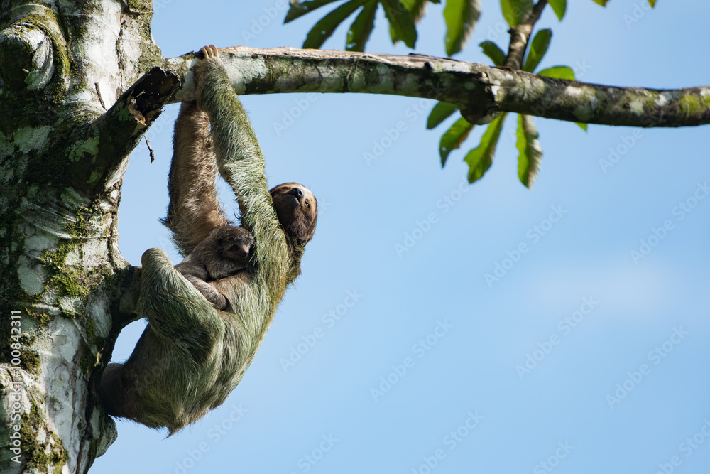 Fototapeta premium Mother three toed sloth hanging from a tree branch with baby clinging to her