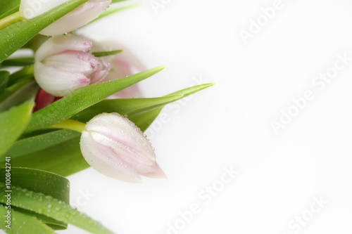 Fototapeta Naklejka Na Ścianę i Meble -  Bouquet of beautiful, delicate, beautiful colors of tulips.