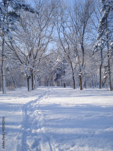 Winter landscape in park with trail of steps in the snow among snowy trees © adinamnt