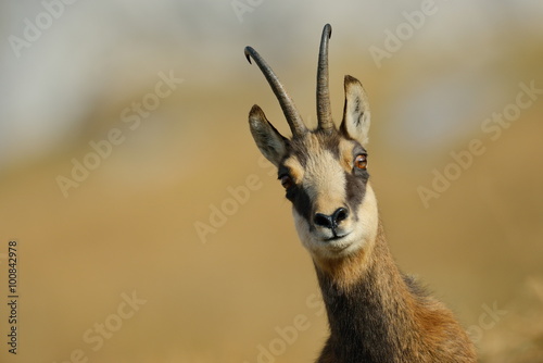 chamois (rupicapra rupicapra) photo