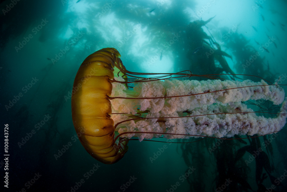 Naklejka premium Jellyfish Swims Through Kelp Forest