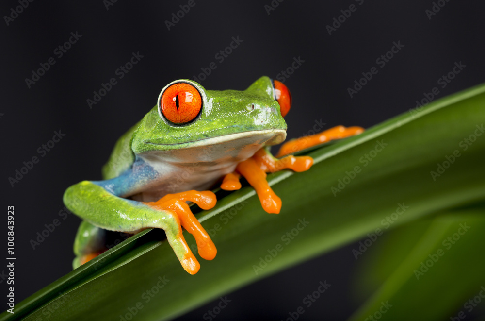 Obraz premium Red Eyed Tree Frog on Foliage