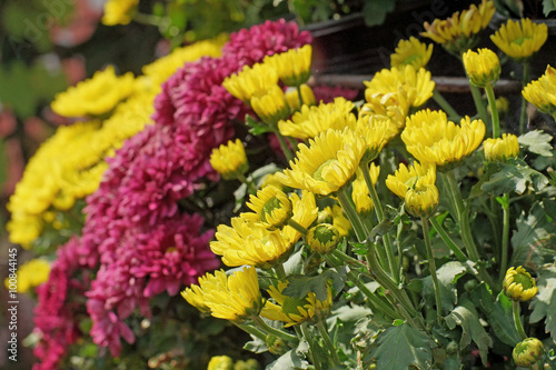 beautiful yellow and magenta chrysanthemum