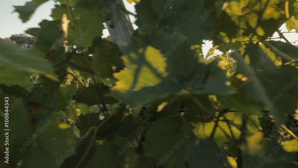 Girl with long black hair walks through the vineyard Girl with long black hair walks through the vineyard