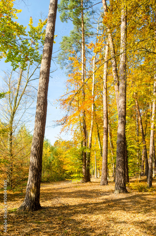 Forest lane in autumn colors