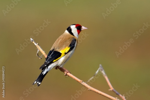 goldfinch (carduelis carduelis) © bereta
