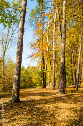 Fototapeta Naklejka Na Ścianę i Meble -  Forest lane in autumn colors