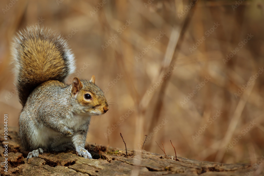 forest squirrel park forest squirrel park