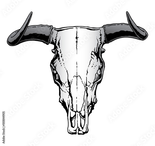 Western Bull Skull is an illustration of a bull or steer skull often used to represent a United States western or cowboy theme.