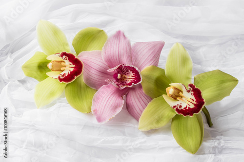 Pink and green orchids - white background