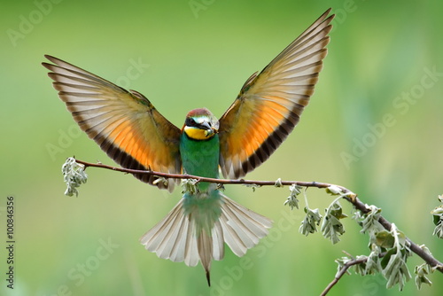 european bee-eater (Merops Apiaster) outdoor