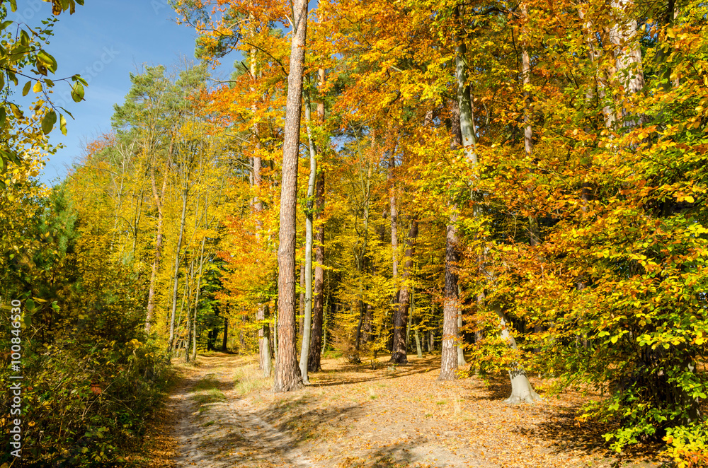 road in autumn forest. Beautiful landscape