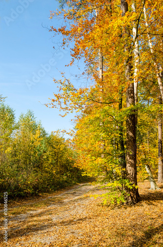 road in autumn forest. Beautiful landscape