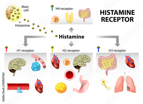 Histamine receptor photo