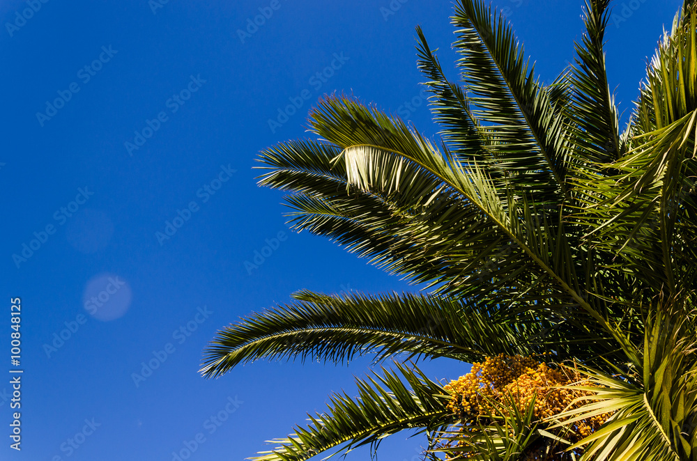 vacation feelings, palm tree over a blue clear sky vacation feelings, palm tree over a blue clear sky